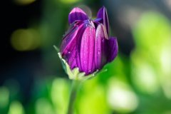 Duluth Garden
