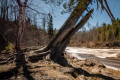 Caribou River