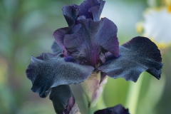 Black Iris