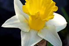 Daffodil