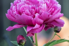 Pink Peone at Dusk