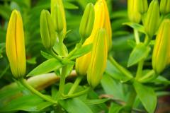 Asiatic Lillys