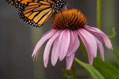monarch-3