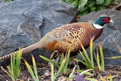 Ringneck Pheasant