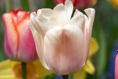 White Tulip