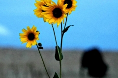 Antelope Island Utah Sunflowers